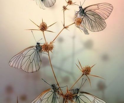 73eac2653f934492870062d9fd5e1a86