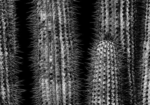 Verm-cactus-Desert-Botanical-Garden-0680