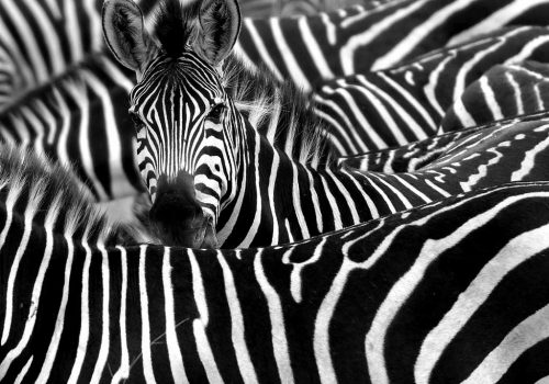 why-are-zebras-striped