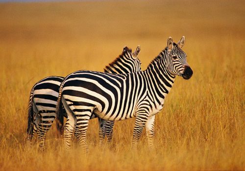 zebra-wallpaper-hd-1920x1200-73687